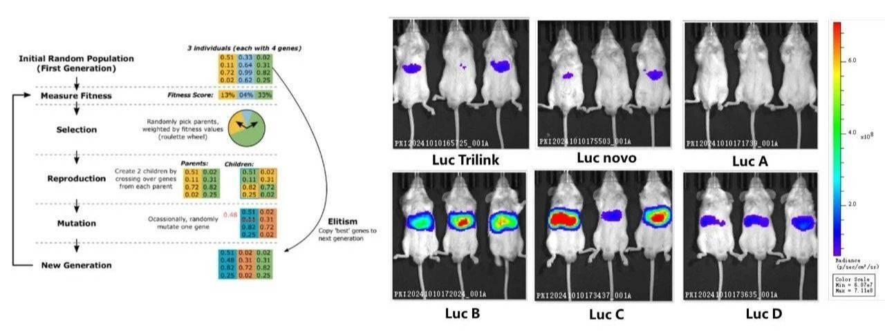william威廉中文官网